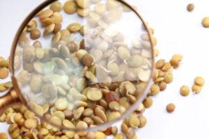 lentil seeds under a magnifying glass