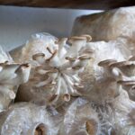 Growing mushrooms in a bag with white oyster mushrooms