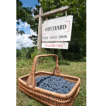 Pick your own blueberries with a sign beside basket of blueberries