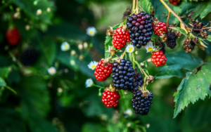 Seeds in blackberries on a bush