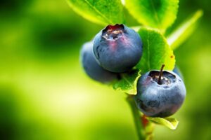 When are blueberries in season? with blueberries on a bush